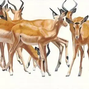 Barry Thomas — Impala