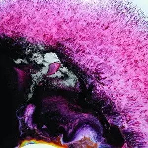 Bron Stofberg — Plum