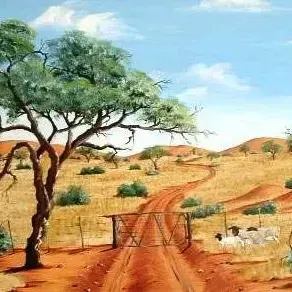 Susan Huxham — Dorpers in Kalahari