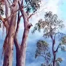 Andre Keyser — Ermelo Blue gum