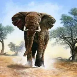 Don Bell — Kalahari Elephant Charge