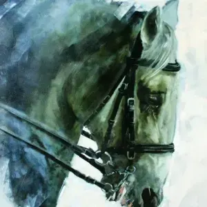 Gavin Calf — Gavin Collins - Lipizanner Stallion
