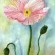 Susan Huxham — Pink Poppy