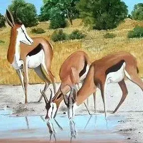 Susan Huxham — Springbok at waterhole