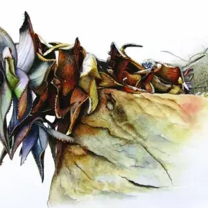 Wilna Eloff — Aloe perfoliata